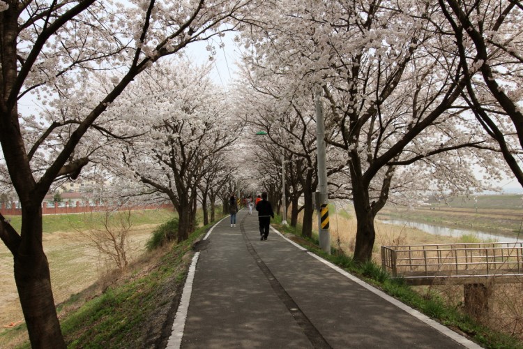 　世宗市の鳥致院(조치원/ジョチウォン)では毎年桜花見で人が集まるところです。