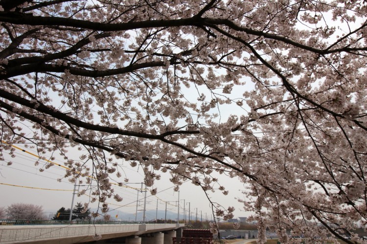 世宗市の桜花見の風景